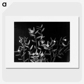 1-60_Frederick-Charles-Brockett_picture