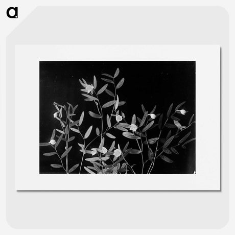 1-60_Frederick-Charles-Brockett_picture