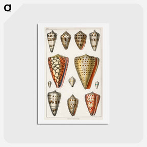 アートポストカード-Shell Collection
 - ゴールドスミスの生き生きとした自然 Postcard.