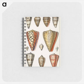 アートメモ帳-Shell Collection
 - ゴールドスミスの生き生きとした自然 Memo.