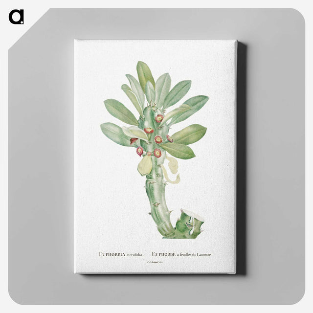 1-60_Histoire-des-Plantes-Grasses_canvas