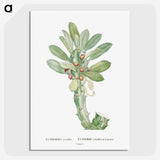 1-60_Histoire-des-Plantes-Grasses_picture-crop