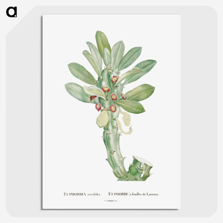 1-60_Histoire-des-Plantes-Grasses_picture-crop