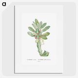 1-60_Histoire-des-Plantes-Grasses_picture