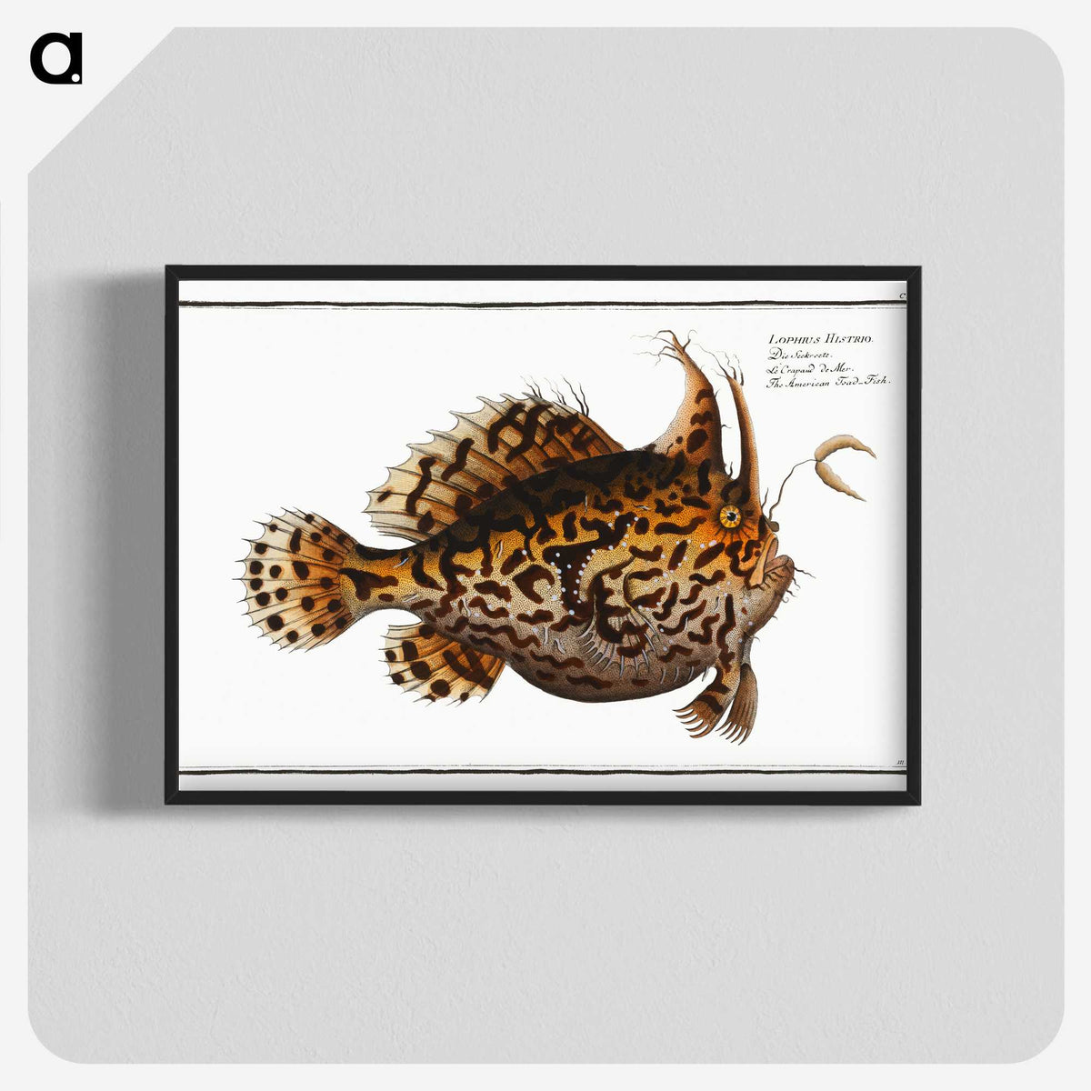 1-60_Ichtyologie-ou-Histoire-naturelle_blk-crop