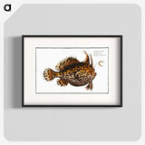 1-60_Ichtyologie-ou-Histoire-naturelle_blk