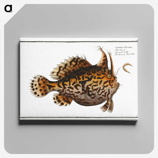 1-60_Ichtyologie-ou-Histoire-naturelle_canvas