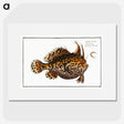 1-60_Ichtyologie-ou-Histoire-naturelle_picture