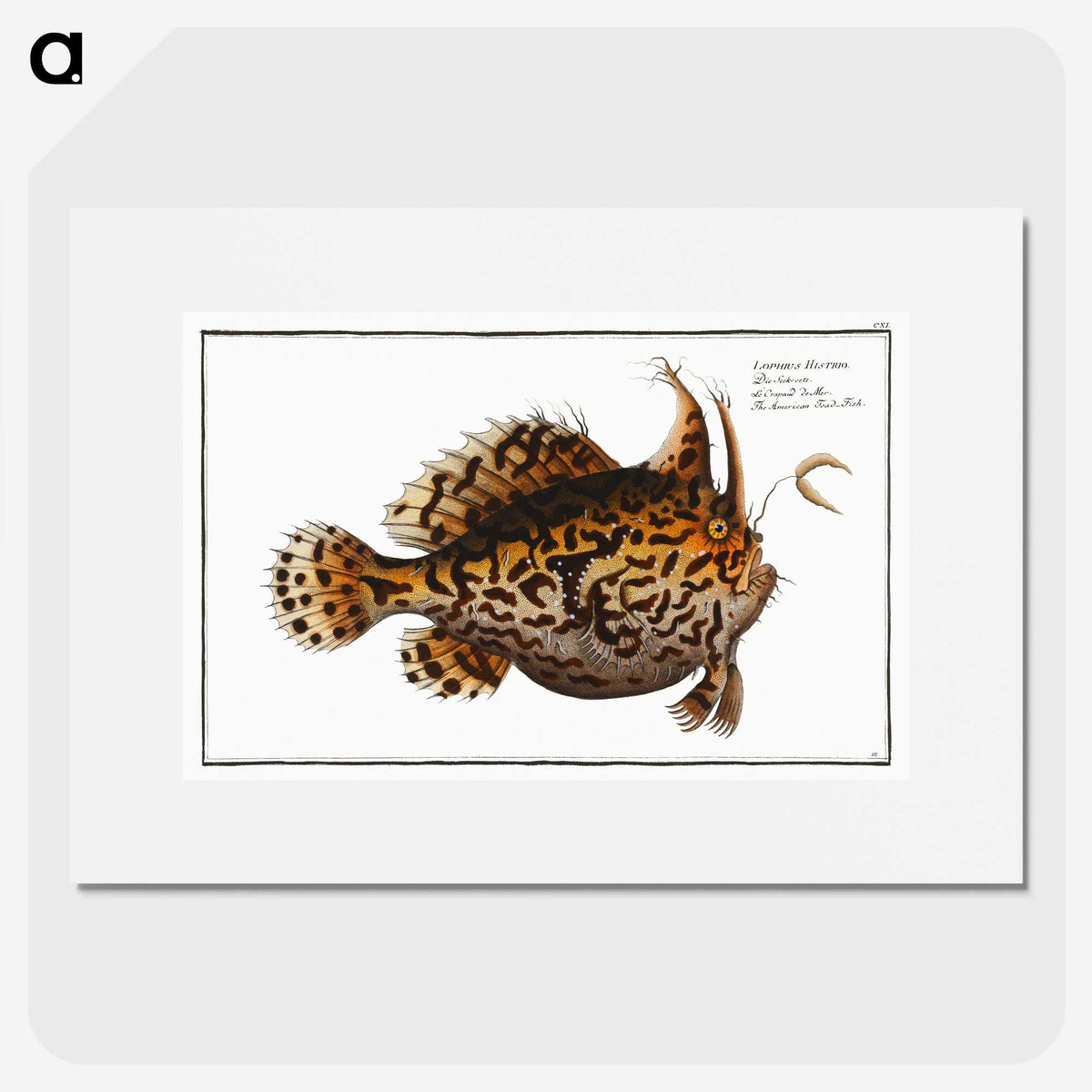 1-60_Ichtyologie-ou-Histoire-naturelle_picture