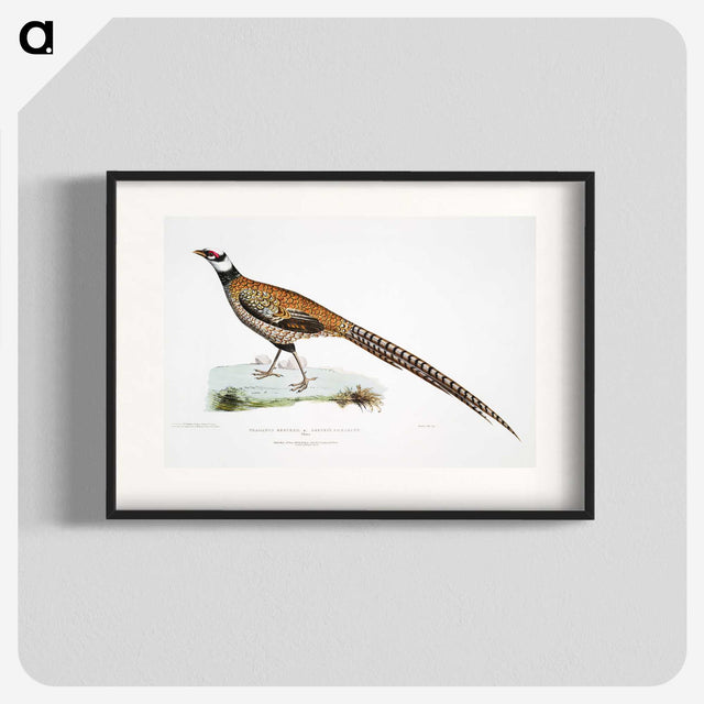 1-60_Indian-Zoology_blk