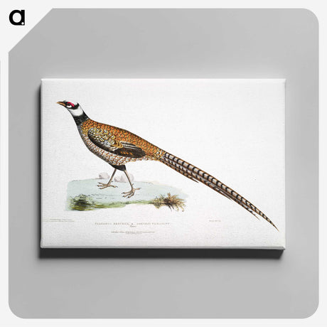 1-60_Indian-Zoology_canvas