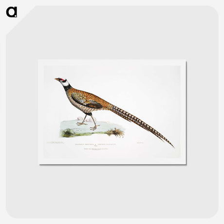 1-60_Indian-Zoology_hagaki