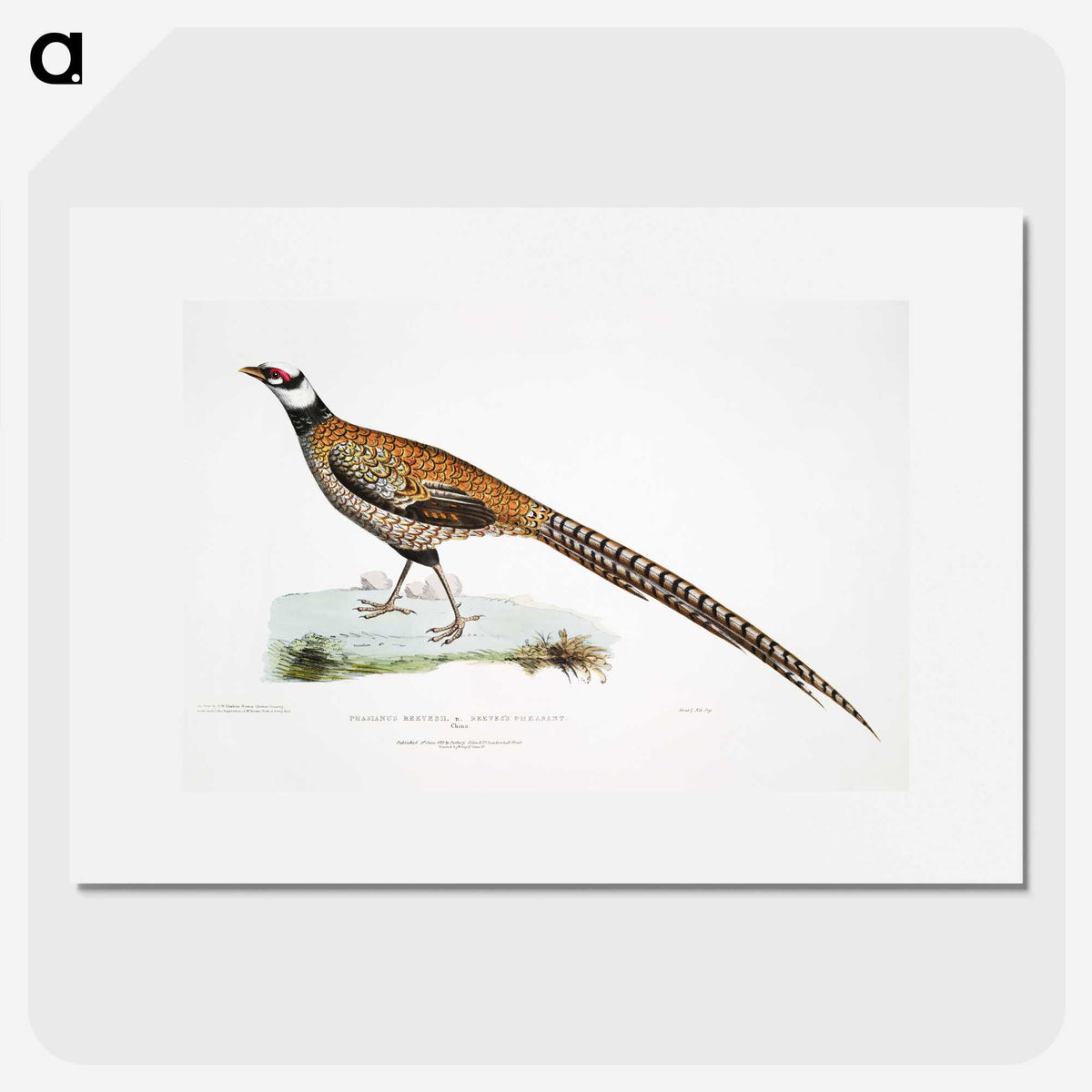 1-60_Indian-Zoology_picture