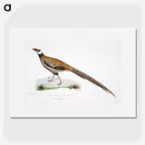 1-60_Indian-Zoology_picture