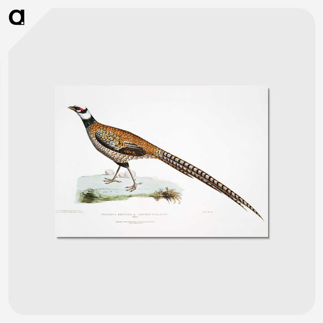 1-60_Indian-Zoology_postcard
