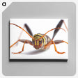 1-60_Insects-Unlocked-Project_canvas
