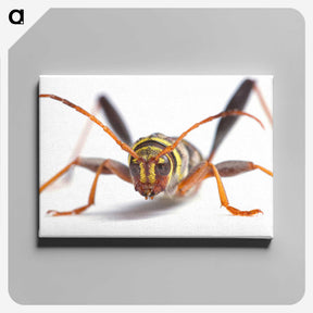 1-60_Insects-Unlocked-Project_canvas