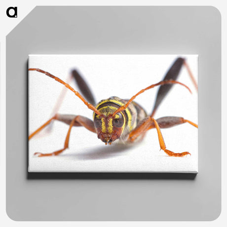 1-60_Insects-Unlocked-Project_canvas