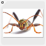 1-60_Insects-Unlocked-Project_picture-crop