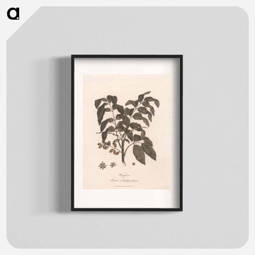 Wooginoos or Bruces Antidysenterica
 - ジェームス ヒース Poster.