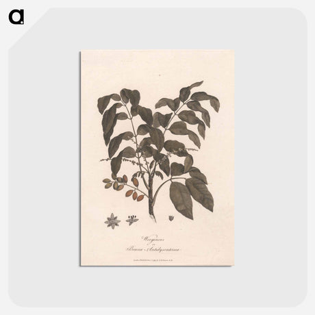 アートポストカード-Wooginoos or Bruces Antidysenterica
 - ジェームス ヒース Postcard.