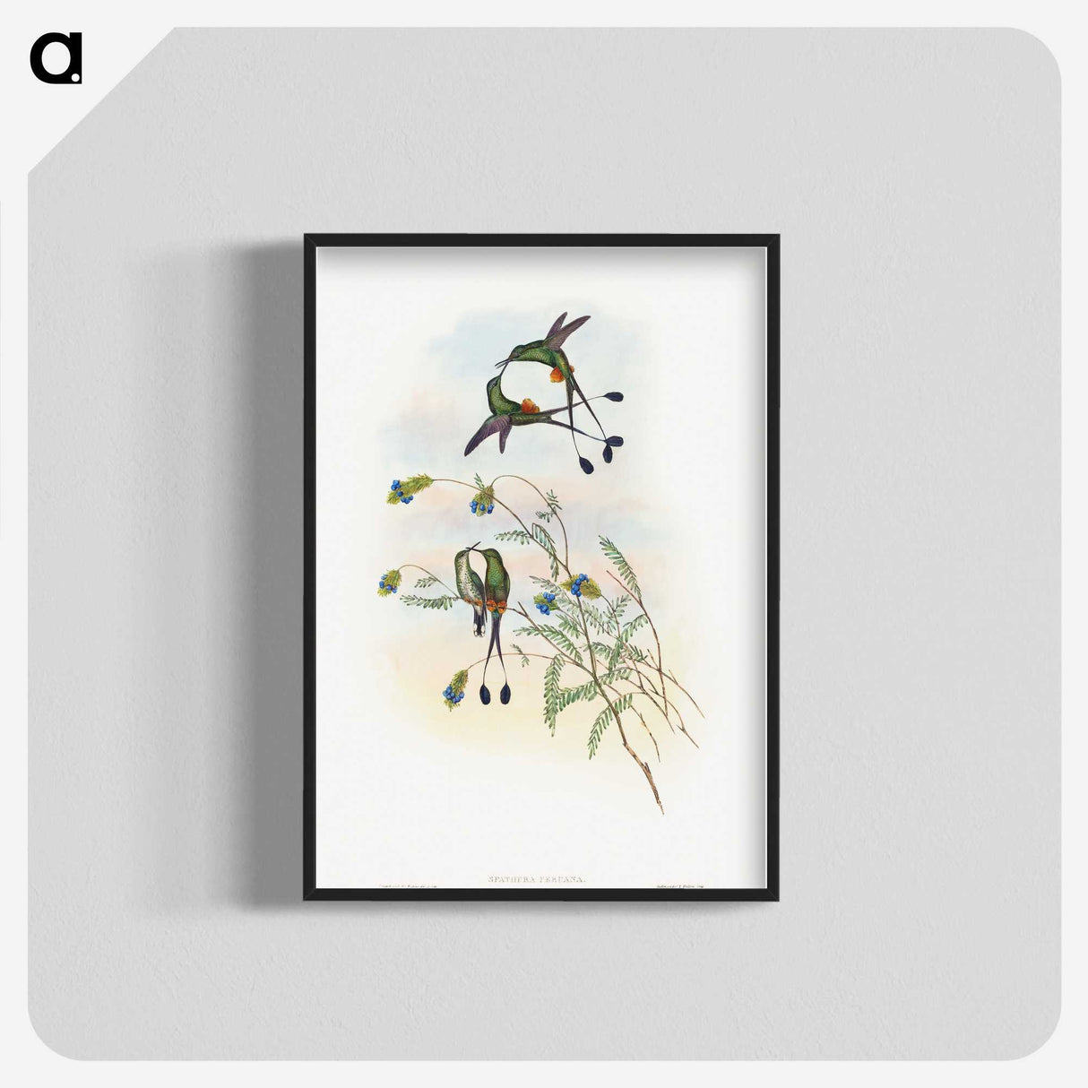 1-60_John-Gould_blk-crop