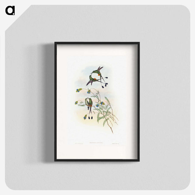 1-60_John-Gould_blk