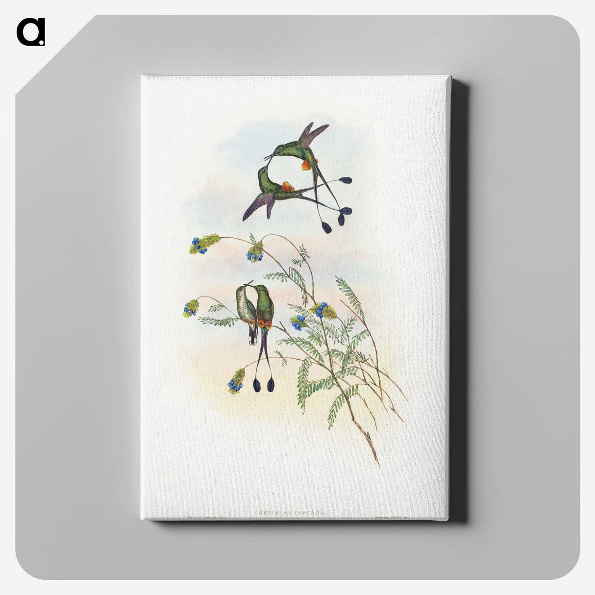 1-60_John-Gould_canvas