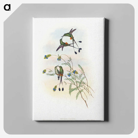 1-60_John-Gould_canvas