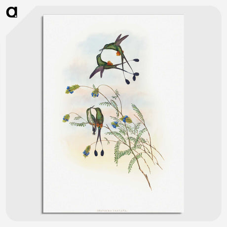 1-60_John-Gould_picture-crop