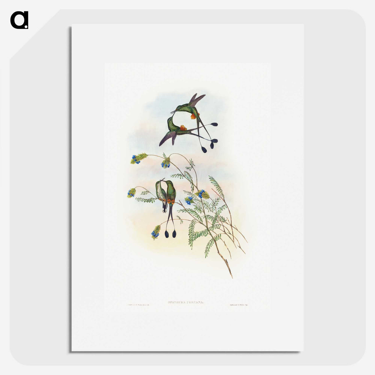 1-60_John-Gould_picture