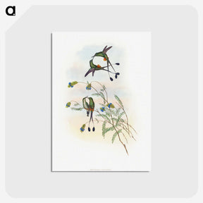 1-60_John-Gould_postcard