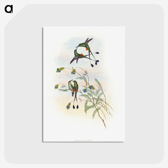 1-60_John-Gould_postcard