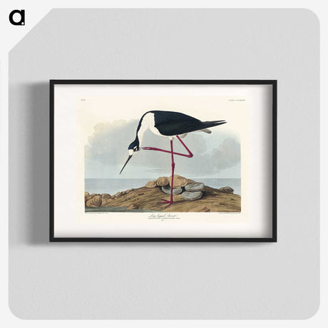 1-60_John-James-Audubon_blk