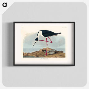 アートポスター-Long-legged Avocet
 - ジョン ジェームス オーデュボン Poster.
