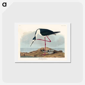 アートポストカード-Long-legged Avocet
 - ジョン ジェームス オーデュボン Postcard.