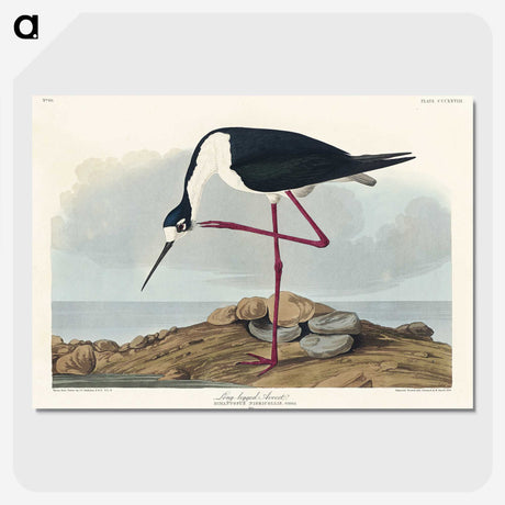 1-60_John-James-Audubon_picture-crop