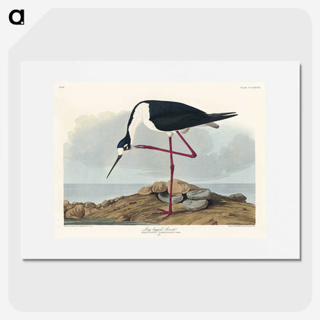 1-60_John-James-Audubon_picture
