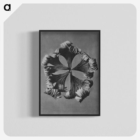 1-60_Karl-Blossfeldt_blk-crop