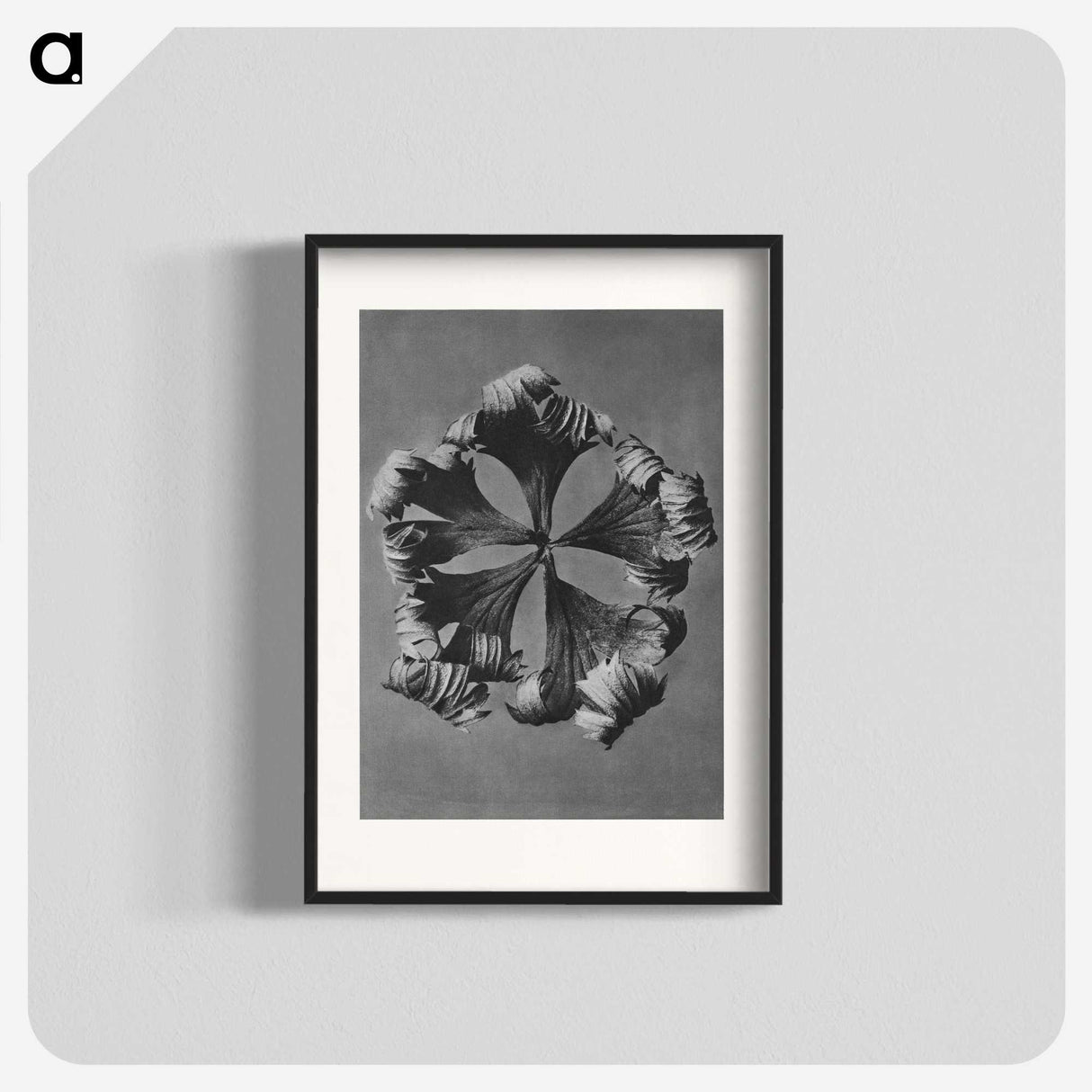 1-60_Karl-Blossfeldt_blk