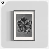 1-60_Karl-Blossfeldt_blk