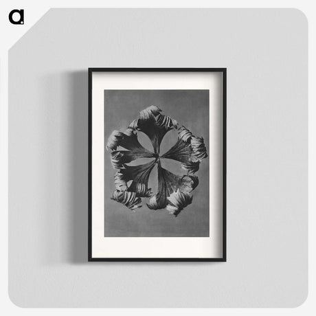 1-60_Karl-Blossfeldt_blk