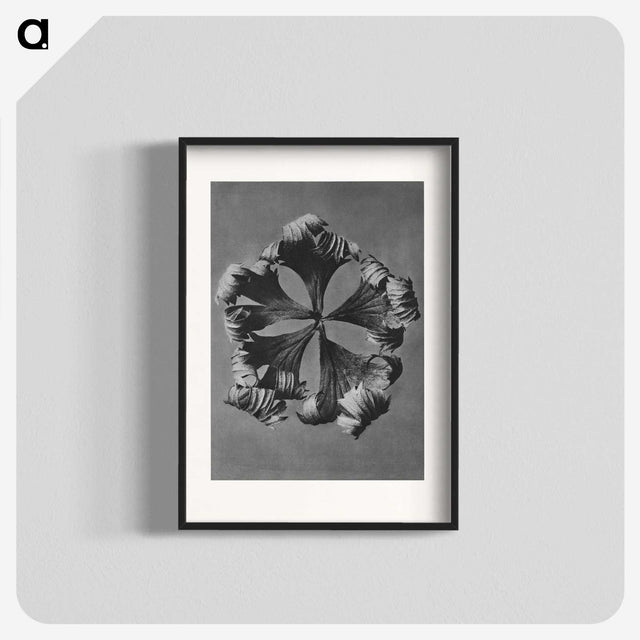 1-60_Karl-Blossfeldt_blk