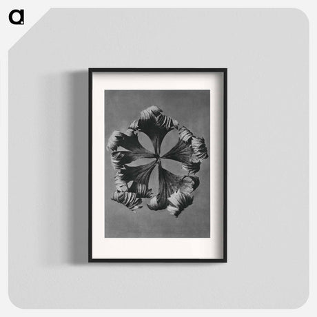 アートポスター-Trollius Europaeus - カール ブロスフェルト Poster.