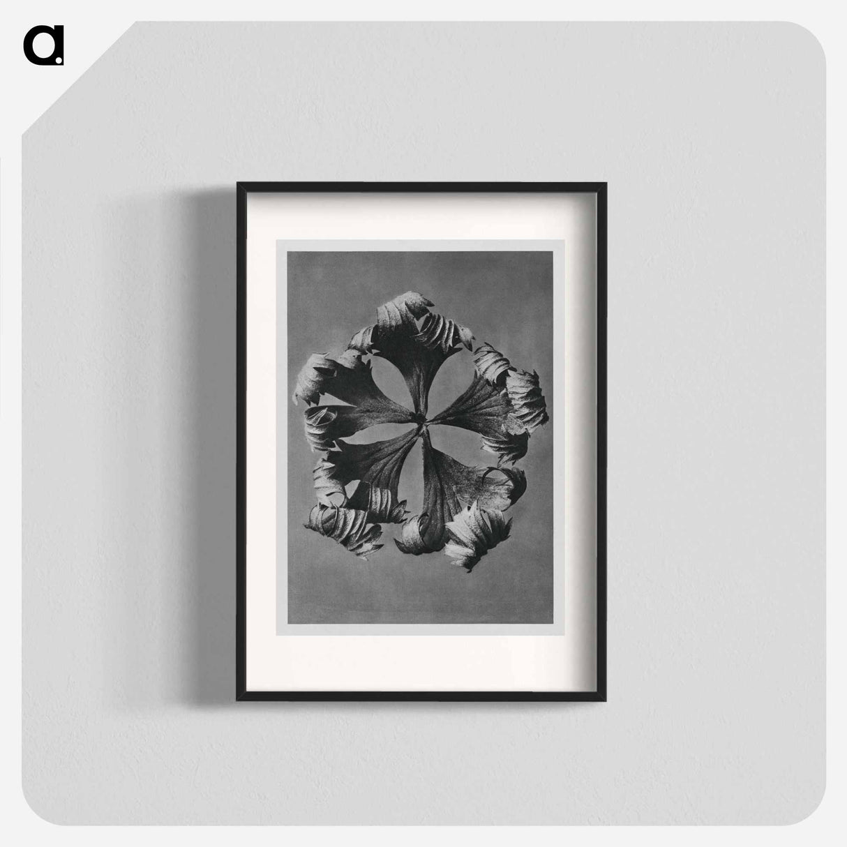 Trollius Europaeus - Karl Blossfeldt Poster.