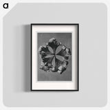 Trollius Europaeus - Karl Blossfeldt Poster.