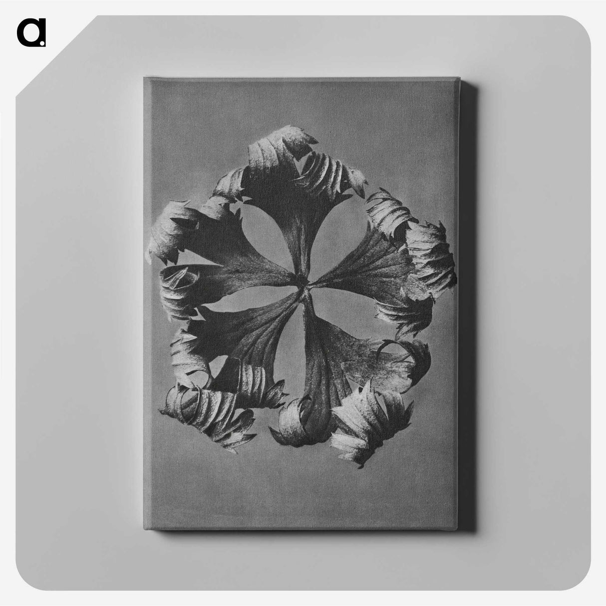 1-60_Karl-Blossfeldt_canvas