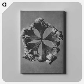 1-60_Karl-Blossfeldt_canvas