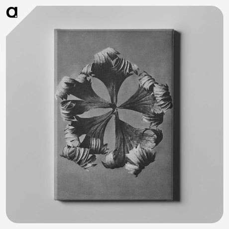 1-60_Karl-Blossfeldt_canvas