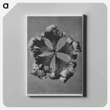 Trollius Europaeus - Karl Blossfeldt Canvas.